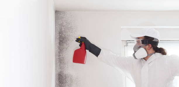 Best Commercial Mold Removal  in Camp Croft, SC